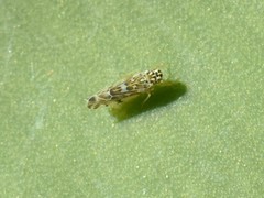 Eupteryx florida