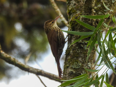 Lepidocolaptes falcinellus