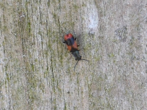 Eurasian Red-and-black Melyrid, Groesbeek, Nederland, photo 8 of 10