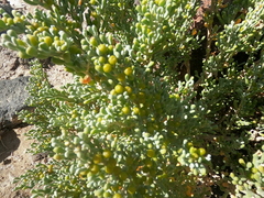 Tetraena fontanesii image