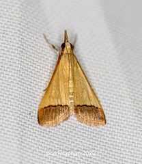 Autocharis