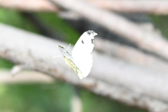 Anthocharis scolymus