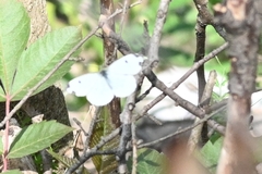 Anthocharis scolymus