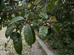 Quercus tatakaensis