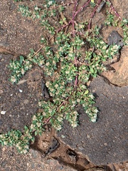Guilleminea