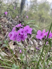Phlox amoena