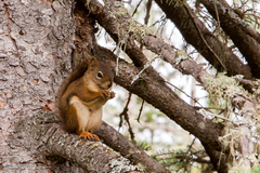 Tamiasciurus hudsonicus regalis