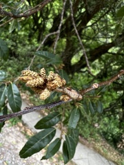 Quercus tatakaensis