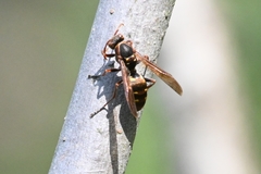 Polistes mandarinus