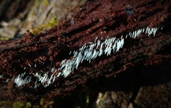 Mucronella calva aggregata