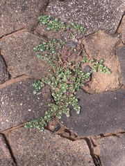 Guilleminea