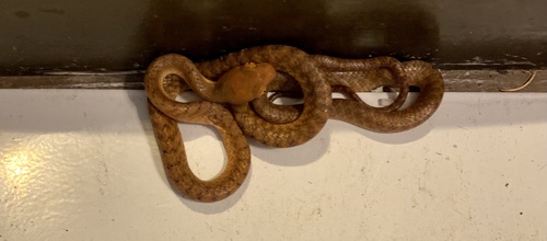 Brown Tree Snake sighting