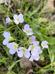 Cardamine pratensis