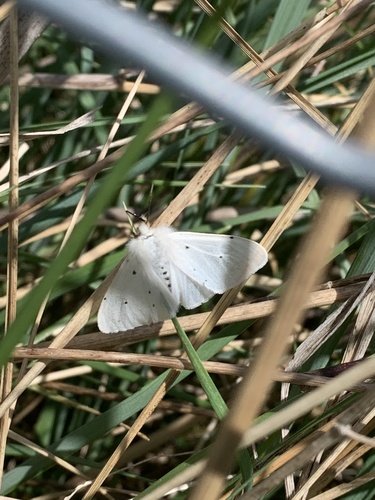 Diaphora mendica