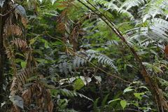 Pachyramphus versicolor image