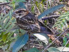 Macropsalis forcipata