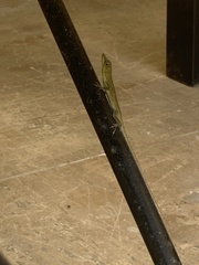 Anolis callainus