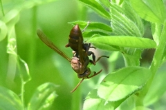 Polistes mandarinus