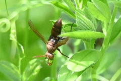 Polistes mandarinus