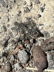 Spogostylum trinotatum