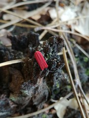 Benibotarus alternatus