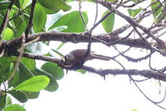 Cinclocerthia ruficauda tremula