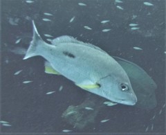 Lutjanus russellii