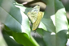 Pieris latouchei