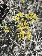 Gymnocarpos decander image