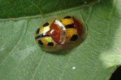 Chiridopsis bowringii