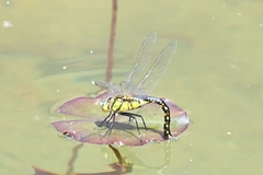Anax nigrofasciatus