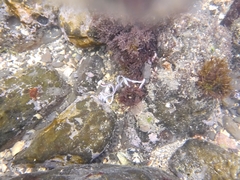 Baseodiscus hemprichii