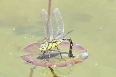 Anax nigrofasciatus