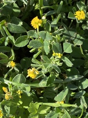 Medicago orbicularis