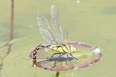 Anax nigrofasciatus