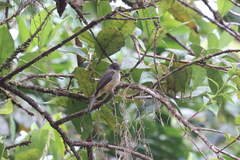 Contopus latirostris