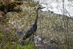 Ardea cinerea