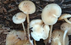 Mycena aprilis