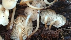 Mycena aprilis