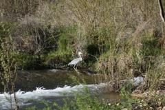 Ardea cinerea