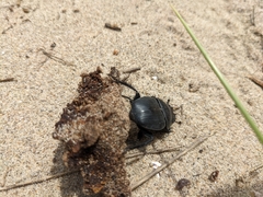 Scarabaeus semipunctatus