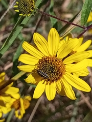 Astylus vittaticollis