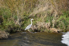 Ardea cinerea