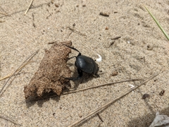 Scarabaeus semipunctatus