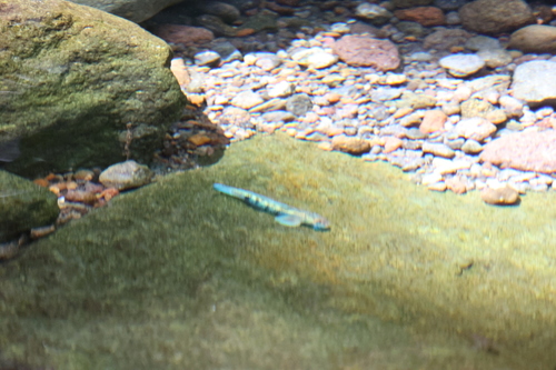 Spotted Algae-eating Goby