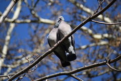 Columba palumbus