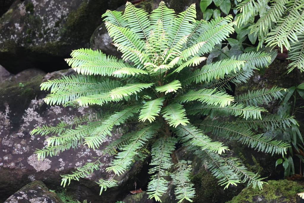 Phyllanthus mimosoides
