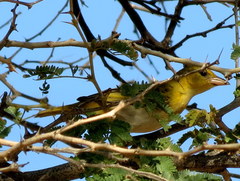 Ploceus intermedius cabanisii