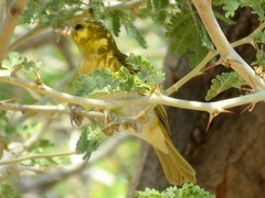 Ploceus intermedius cabanisii