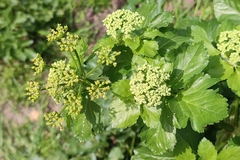 Smyrnium olusatrum